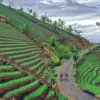 jalur ke terasering panyaweuyan