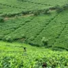 kebun teh cipasung lemahsugih