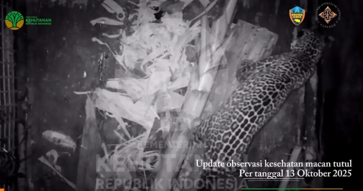 Kondisi Terkini Macan Tutul Masuk Hotel di Bandung, Rehabilitasi di Sukabumi, Dilepas di Gunung Ciremai? macan tutul masuk hotel di bandung