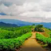 wisata kebun teh cipasung