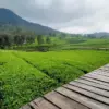 Wisata Kebun Teh Pangalengan