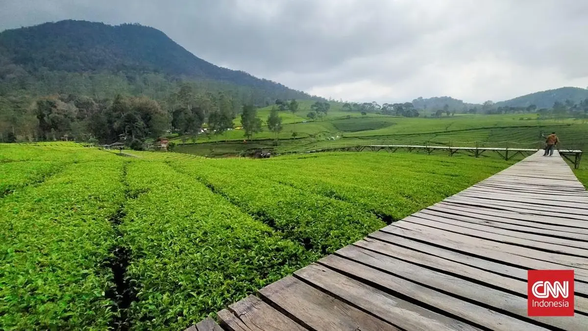 Wisata Kebun Teh Pangalengan