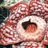 Bunga Rafflesia Hasseltii