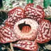 Bunga Rafflesia Hasseltii