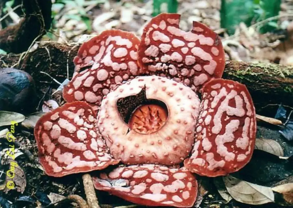 Mengenal Rafflesia Hasseltii: Si Bunga Raksasa dari Hutan Sumatra yang Makin Langka Bunga Rafflesia Hasseltii