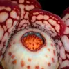Rafflesia hasseltii