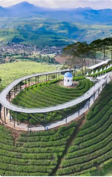 Wisata Kebun Teh Pangalengan: Harga Tiket, Jam Buka, dan Aktivitas Seru yang Bisa Dinikmati Tahu! ilustrasi suasana Pangalengan Bandung
