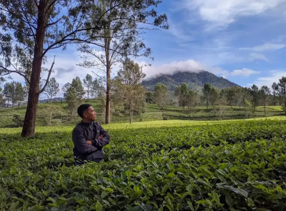 Mau Liburan Singkat Anti Ribet? Wisata Kebun Teh Pengalengan Solusinya! Kebun Teh Pengalengan