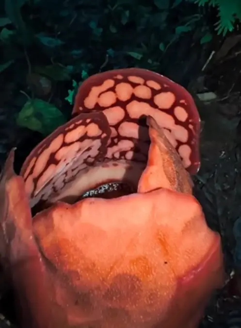 Momen Mekarnya Bunga Rafflesia Hasseltii di Sumatera Barat