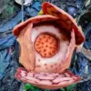 Tumbuhan Rafflesia Hasseltii ditemukan di hutan hujan Hiring Batang Somi, Kecamatan Sumpur Kudus, Sumatera Bar