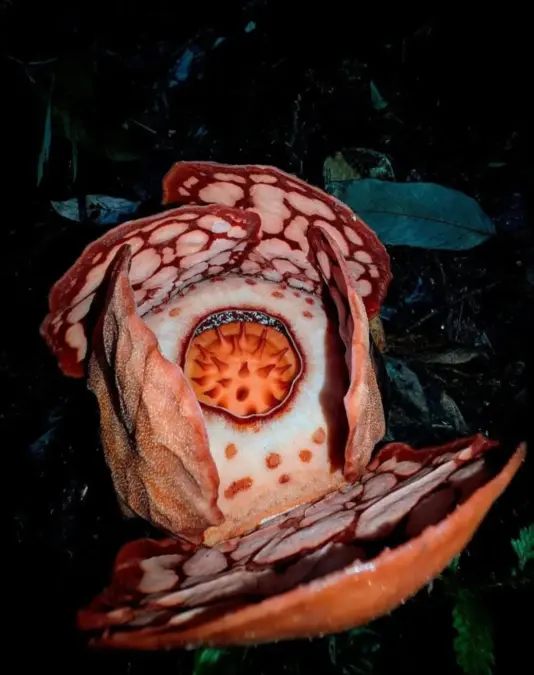 Bunga Rafflesia Hasselti