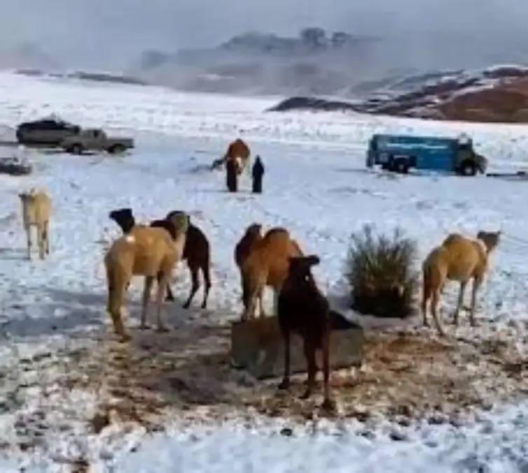 Heboh! Arab Saudi Diselimuti Salju Tebal, Cuaca Ekstrem Guncang Gurun Pasir Salju Arab Saudi